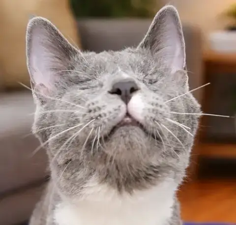 Kitten Boggle **Blind**