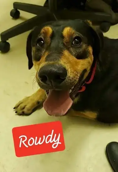 Rowdy photo 2