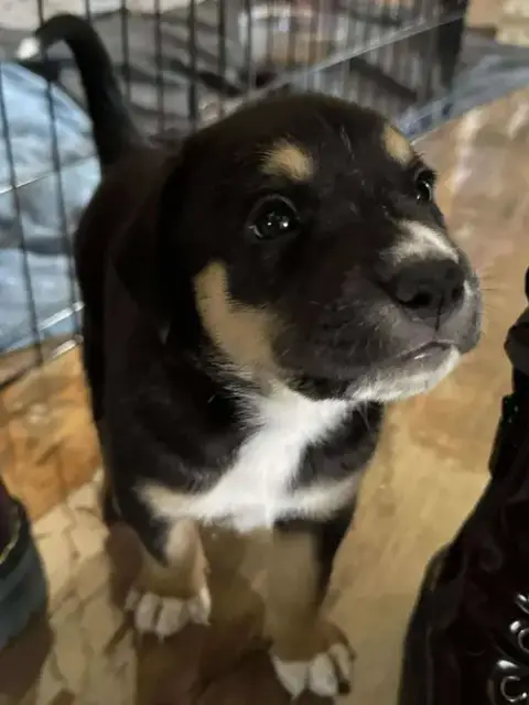 Rolo