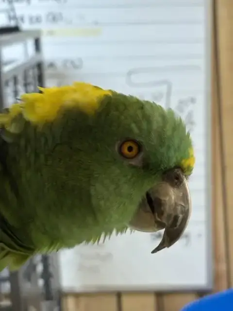 Dixie