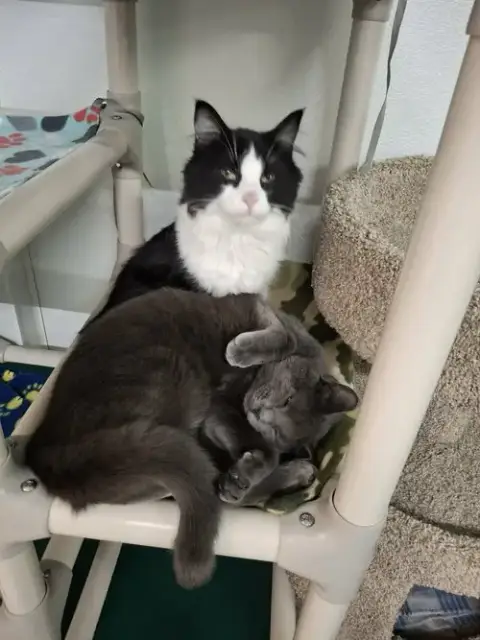 Little Gray And Little Girl photo 2