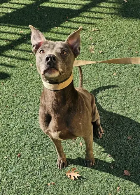 Chyanne-Adoption Fee $75! Diamond Dog! photo 2