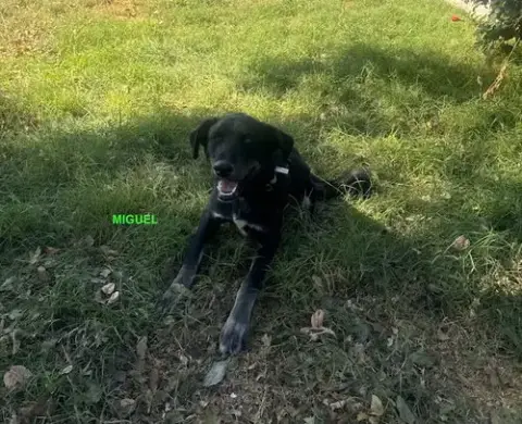 Miguel