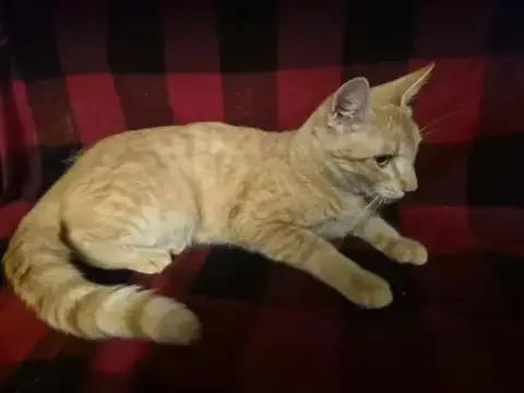 Cheezeball photo 2