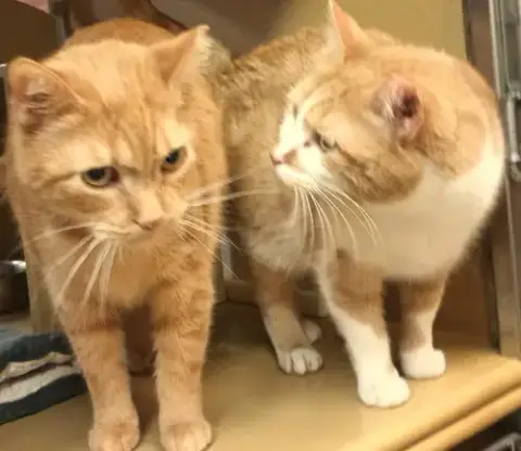 Silvie & Louise *Bonded*