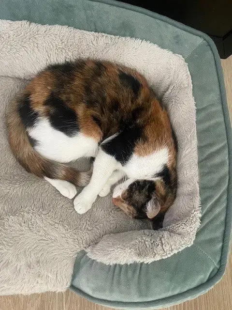 Mama Cat photo 3