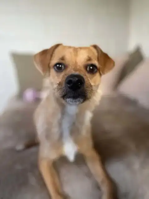 Gizmo photo 2