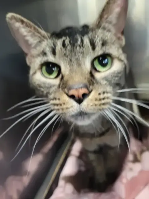 Sheila