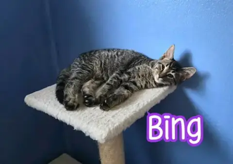 Bing photo 4