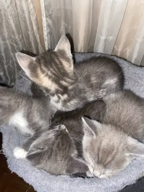 Adorable Kittens photo 2