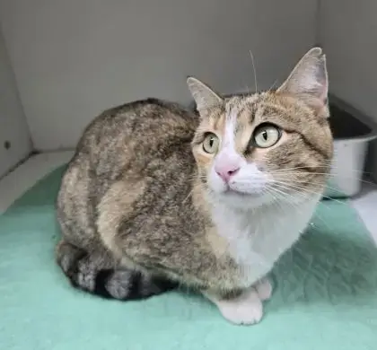 Miss Tiger