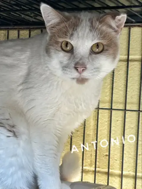 Antonio