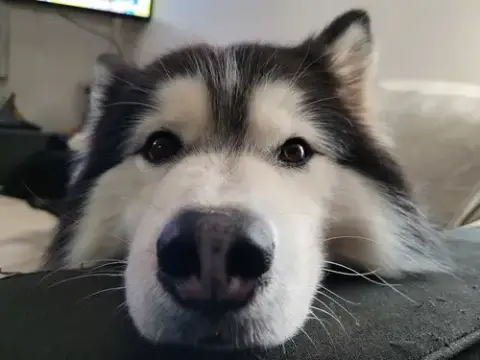 Nala photo 4