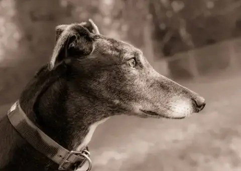Alfie photo 2