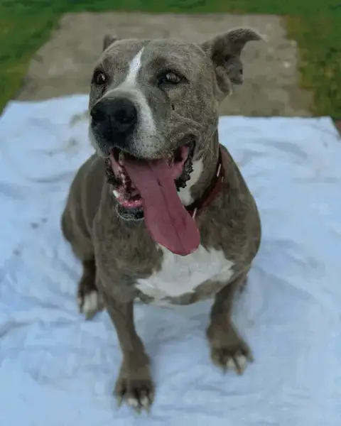 Taz photo 2