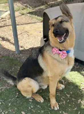 Archie