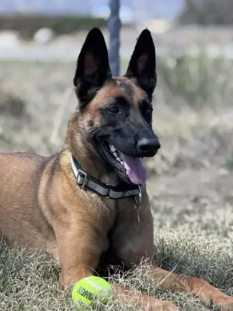 Sashtian