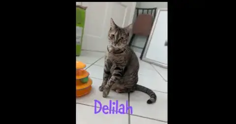 Delilah