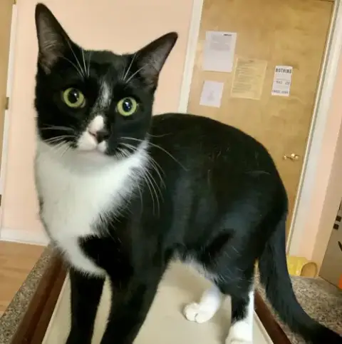 Mittens