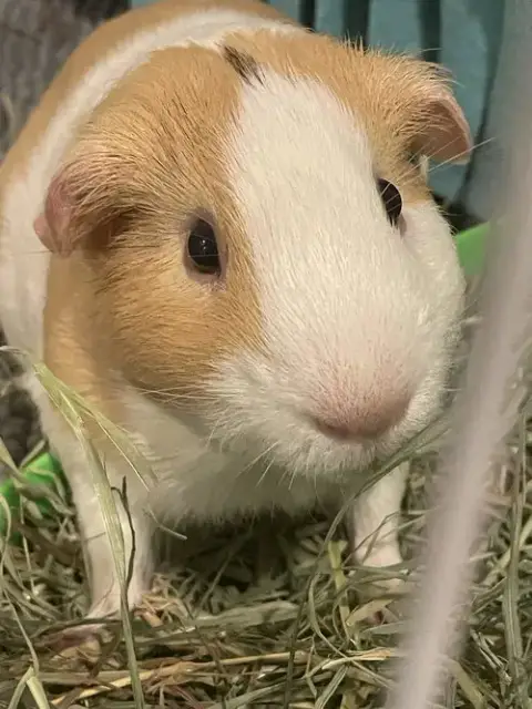 Simba