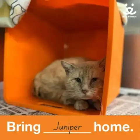 Juniper photo 4