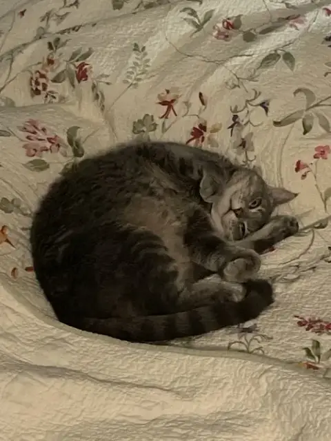 Rosie photo 2