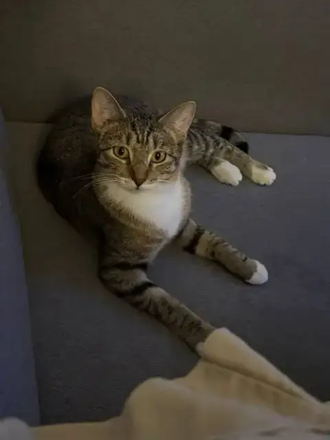 Tiger Lily photo 3