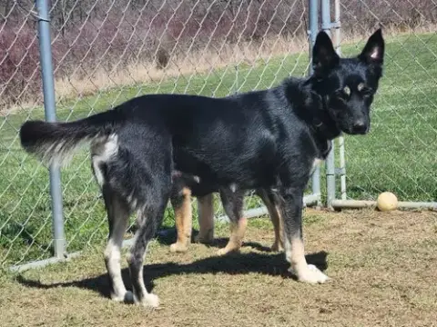 D122 Litter Luna
