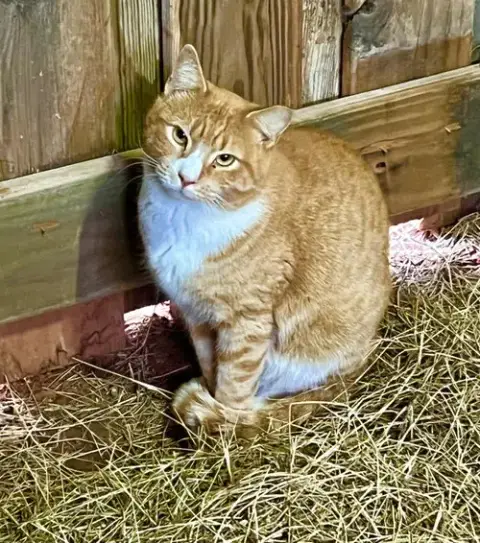 Barn Cat/Mouser