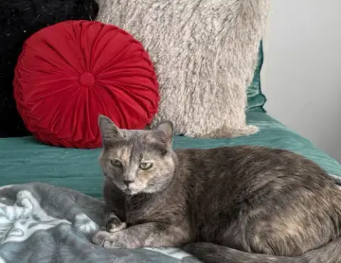 Pebbles photo 2