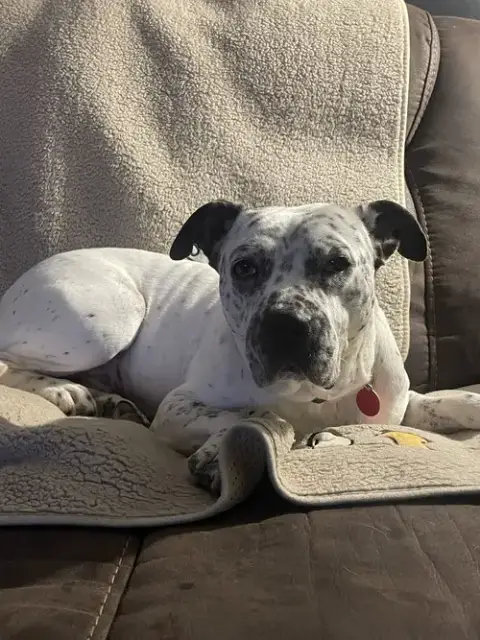 Pointer Poppy photo 4