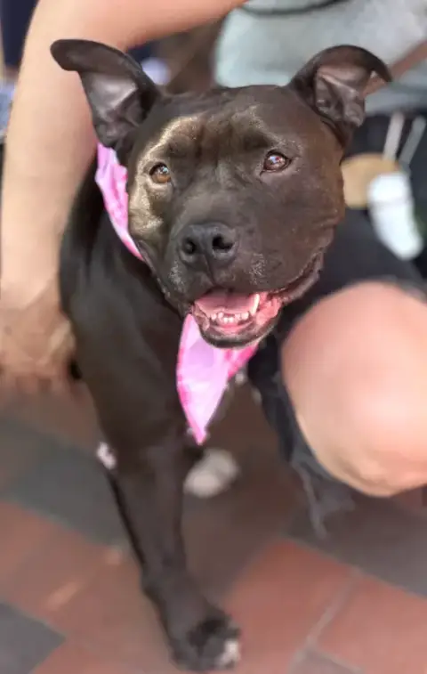 Koko Urgently Needs Foster Or Adopter