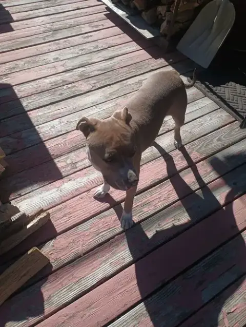 Molly photo 3