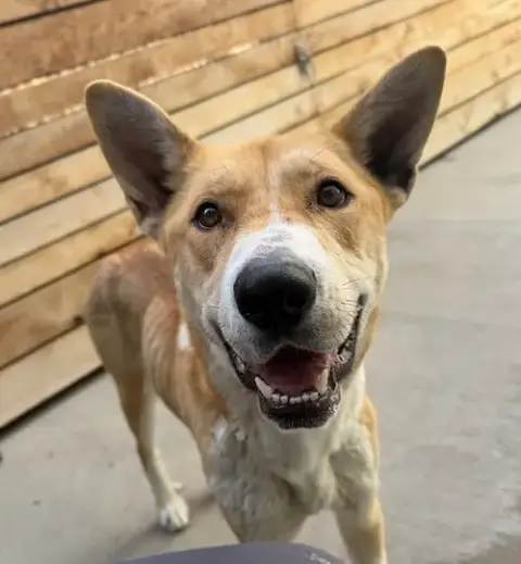 Nala Cakes