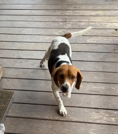 Gus-Beagle Boy photo 5