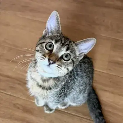 Lily #Tabby-Brigade photo 2
