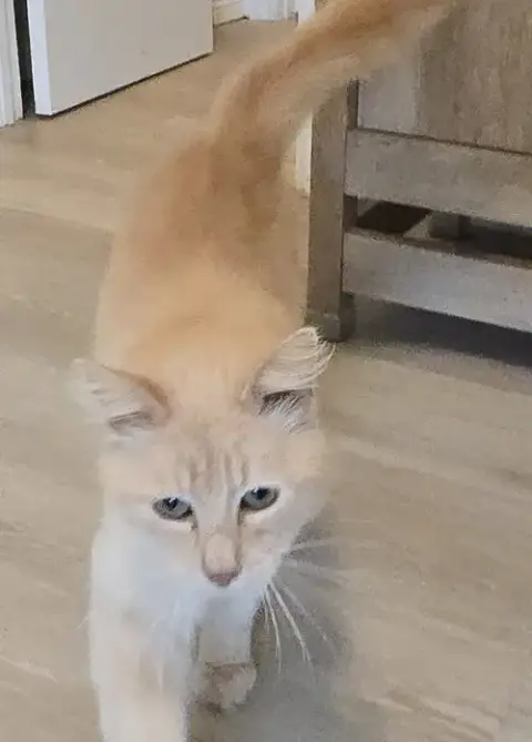 Graham