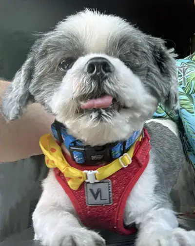 Cooper photo 3