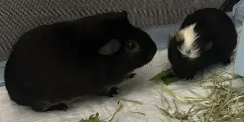 Mango Macho Man Randy Savage And Gizmo