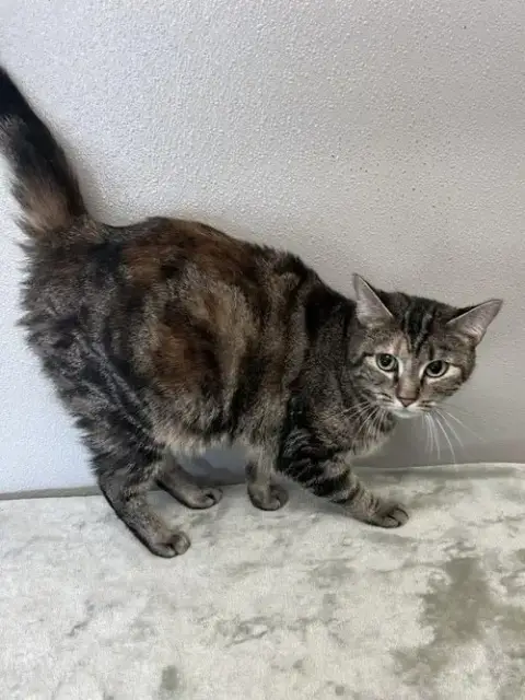 Cynthia