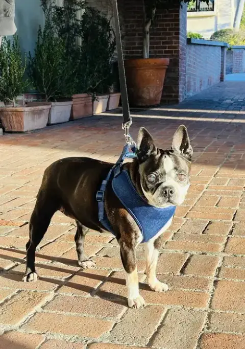 Molly photo 5