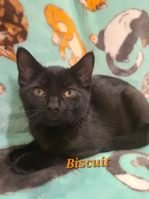 Biscuit photo 2