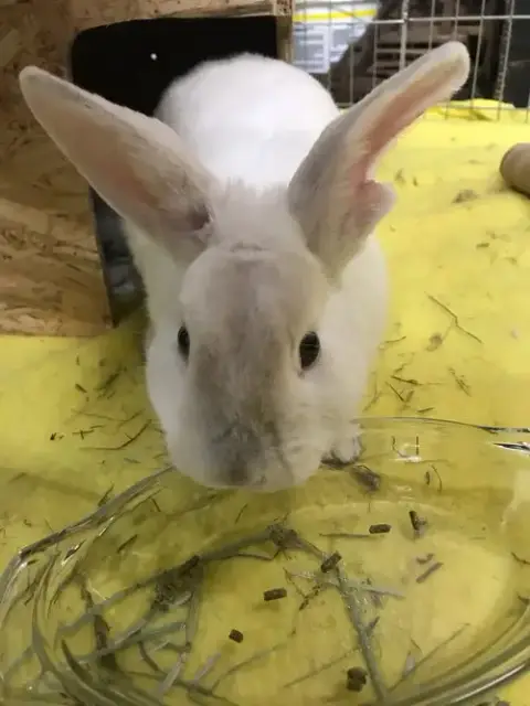 Olaf photo 5