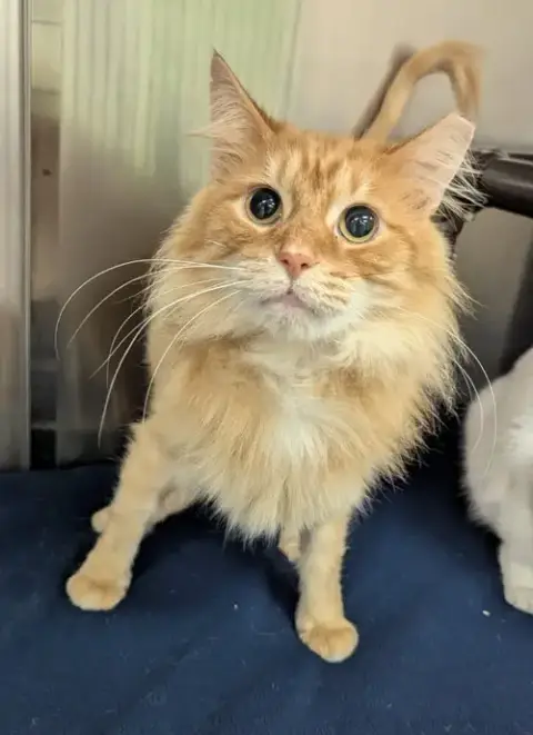 Monterey Jack