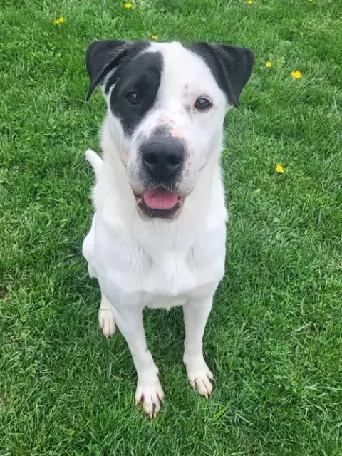 Pound Dog-Chester #187665 Courtesy Listing photo 3
