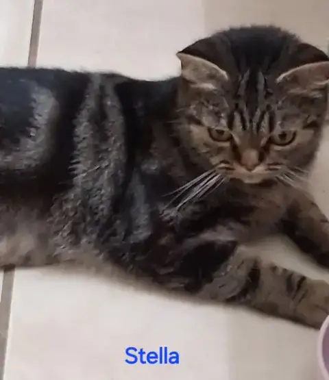 Stella photo 2