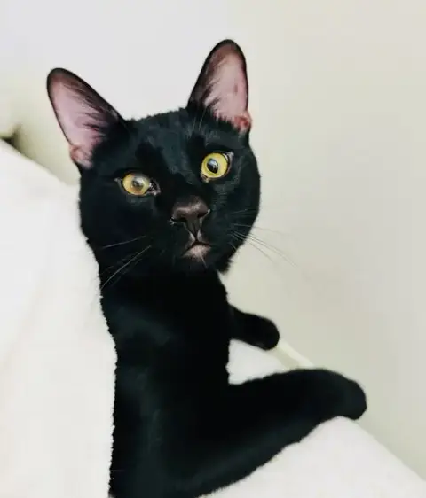 Lucky -Courtesy Post photo 3