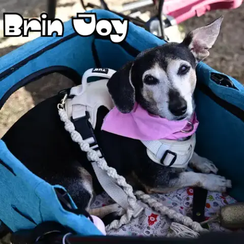 Brin Joy photo 4
