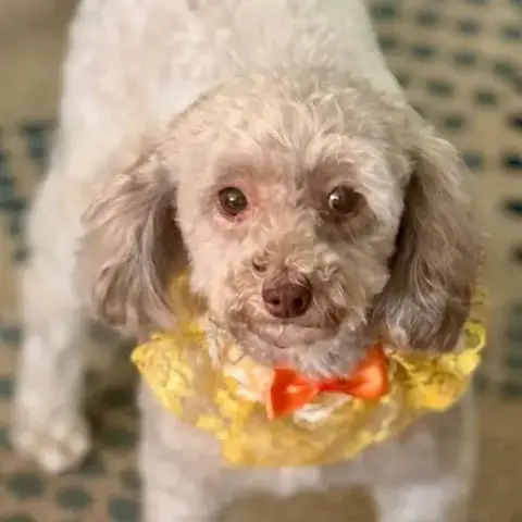 Tootsie photo 3