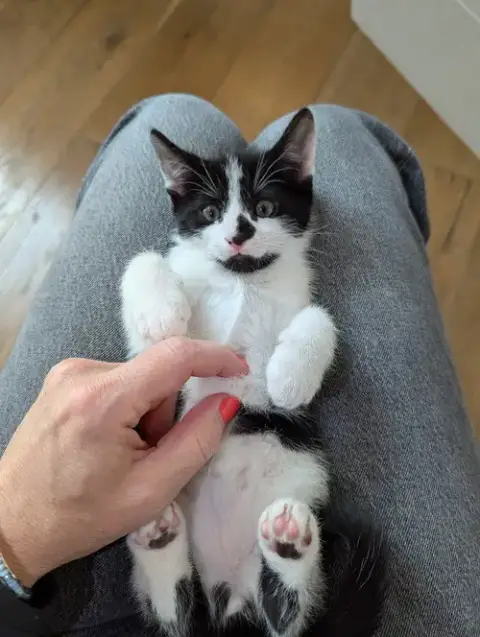 Oreo photo 4